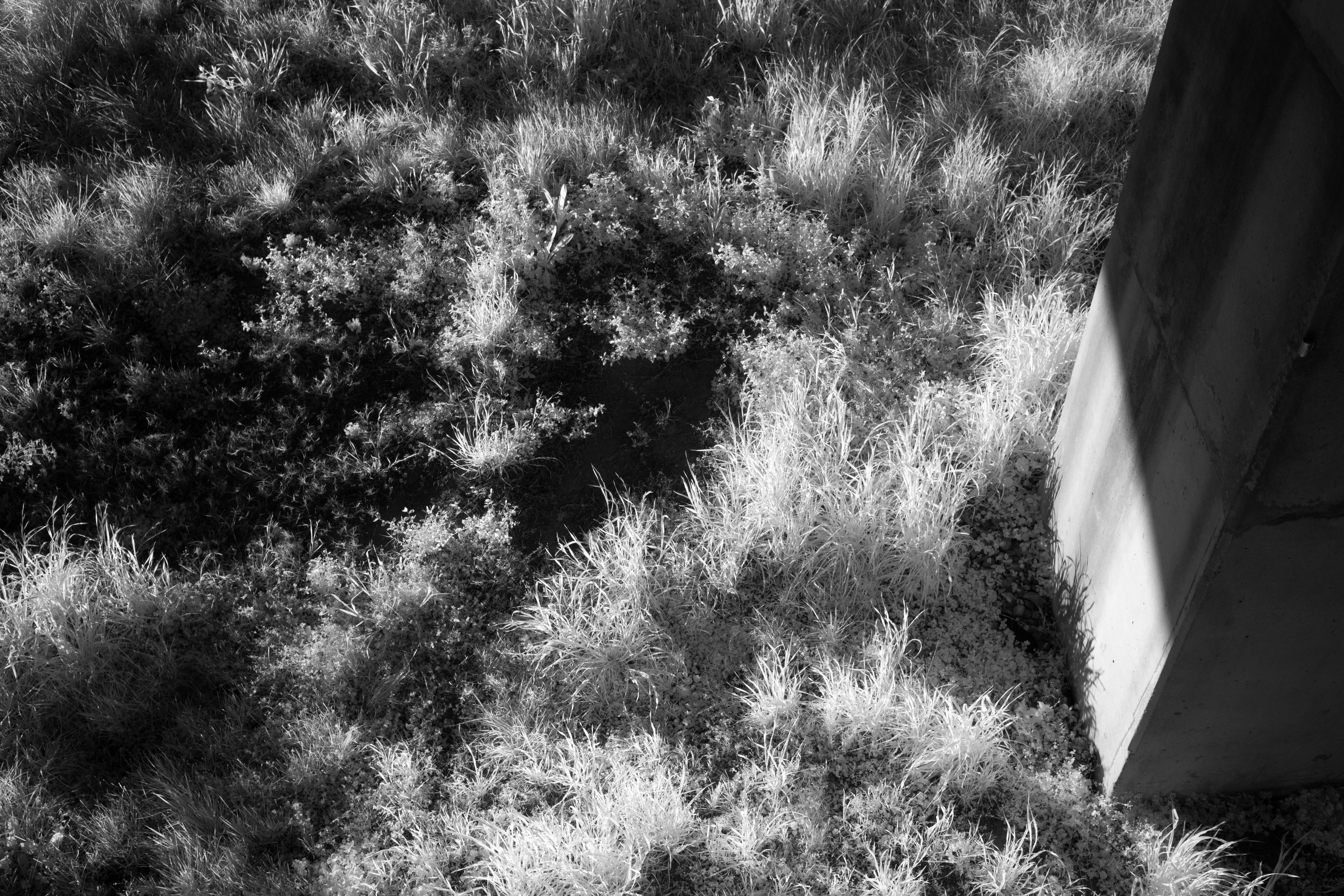 Sunlit Infrared Vegetation and Concrete Pillar